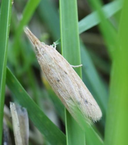 Réf. 261 847 : Ematheudes punctella
